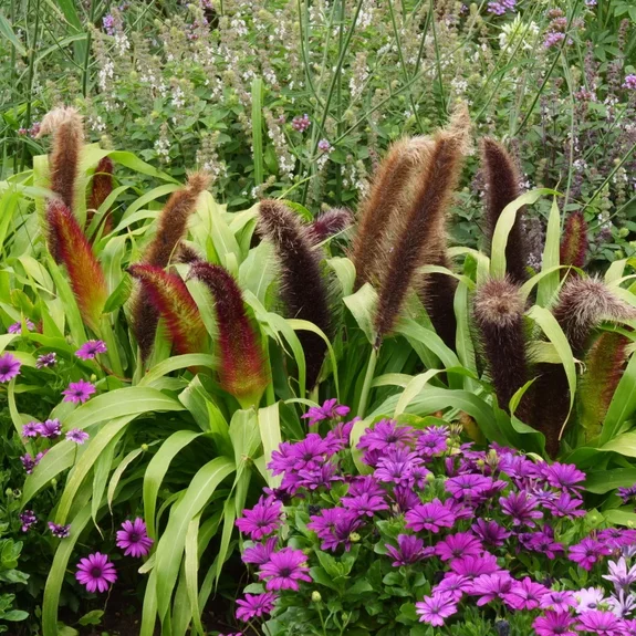 Pennisetum glaucum Jade Princess Pennisetum glaucum Jade Princess