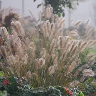 Pennisetum ‘Hameln‘