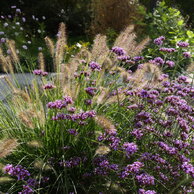 Pennisetum ‘Hameln‘ a Verbena