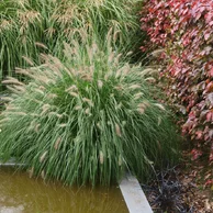 Pennisetum ‘Hameln‘