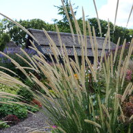 Pennisetum macrourum