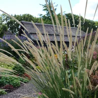 Pennisetum macrourum