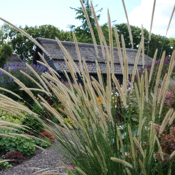 Pennisetum macrourum ‘White Lancer‘ Pennisetum macrourum ‘White Lancer‘