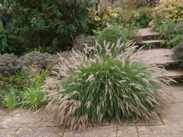Pennisetum - perovce
