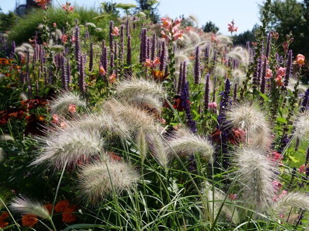 Pennisetum - perovec v okrasnej záhrade