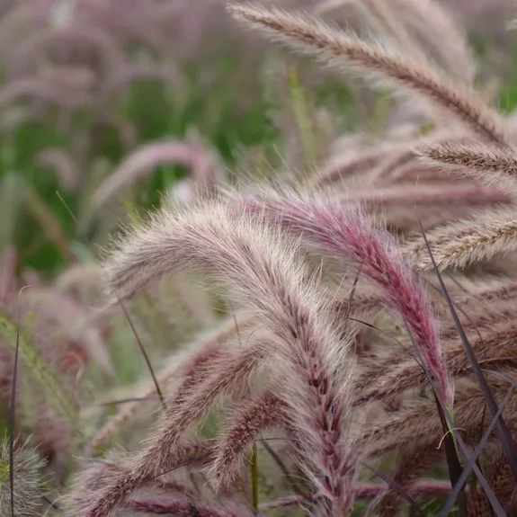 Pennisetum setaceum Pennisetum setaceum