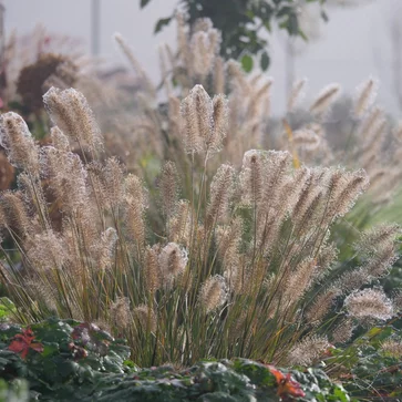 Perovec – Pennisetum