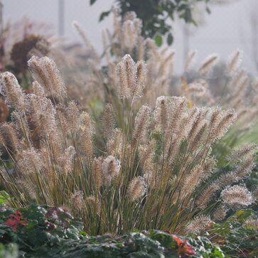Perovec – Pennisetum