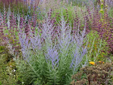 Perovskia atriplicifolia – perovskia Perovskia atriplicifolia – perovskia