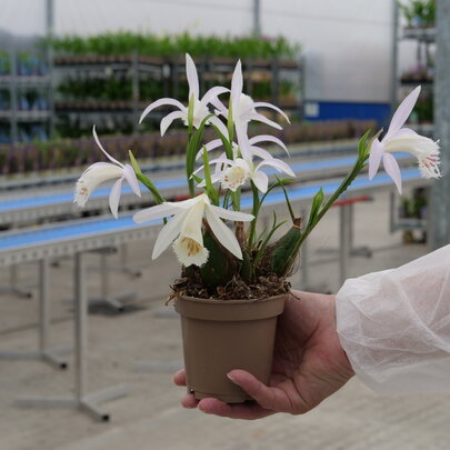 pestovanie záhradných orchideí - Pleione