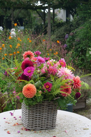 pestrofarebné georgíny vo váze