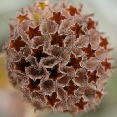 Phlomis fruticosa