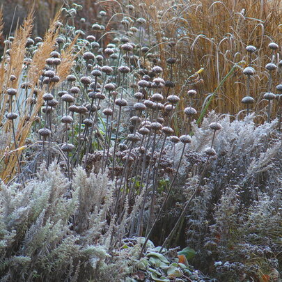 Phlomis russeliana