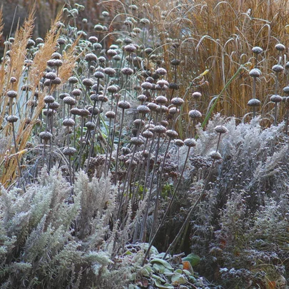 Phlomis russeliana