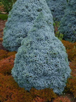 Picea glauca Alberta Blue