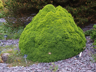Picea glauca Alberta Globe