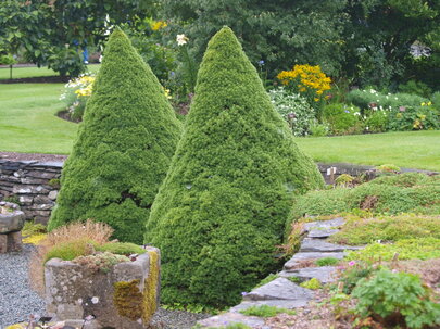Picea glauca Conica 2