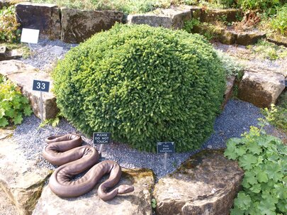 Picea glauca Echiniformis