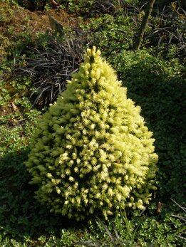 Picea glauca ‘J.W.Daisy´s White‘