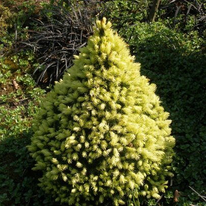 Picea glauca ‘J.W.Daisy´s White‘