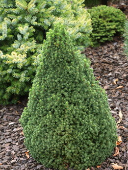 Picea glauca Miss Sollar