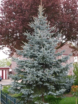 Picea pungens 2