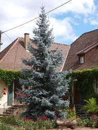 Picea pungens