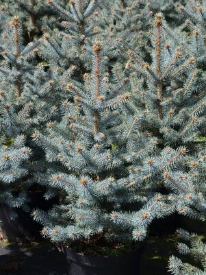 Picea pungens Blue Diamond