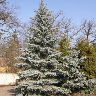 Picea pungens ‘Glauca‘