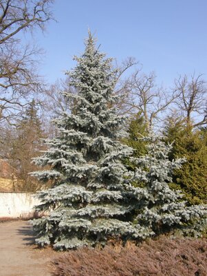 Picea pungens ‘Glauca‘