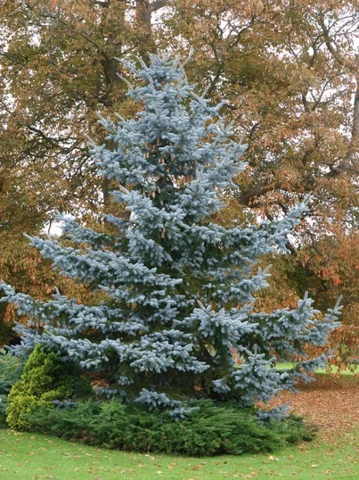 Picea pungens ‘Glauca‘ Picea pungens ‘Glauca‘