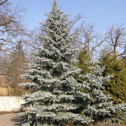 Picea pungens ‘Glauca‘