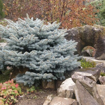 Picea pungens ‘Glauca Globosa‘