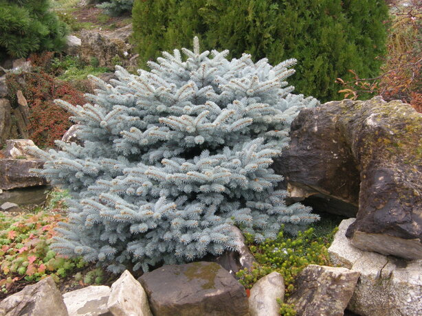 Picea pungens Glauca Globosa