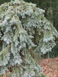 Picea pungens Glauca Pendula