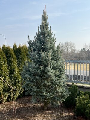 Picea pungens ‘Iseli Fastigiate‘