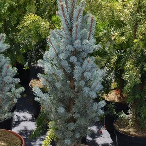 Picea pungens Iseli Fastigiate