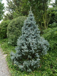Picea pungens Tomek
