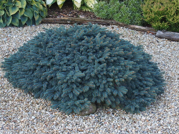 Picea pungens Waldbrunn