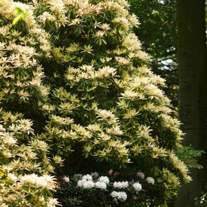 Pieris ‘Bert Chandler‘