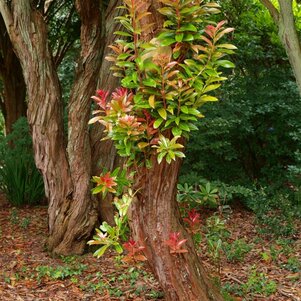 Pieris formosa ssp. forestii