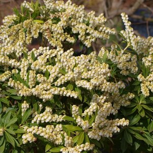 Pieris japonica ‘Debutante‘