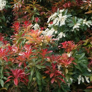 Pieris japonica ‘Forest Flame‘