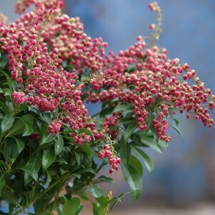 Pieris japonica ‘Katsura‘