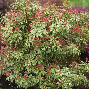 Pieris japonica ‘Little Heath‘ 02