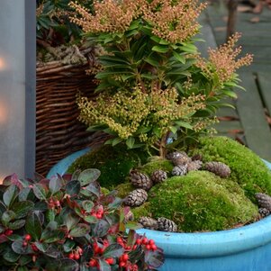 Pieris japonica ‘Purity‘