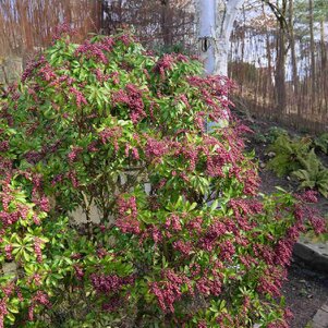 Pieris japonica ‘Valley Valentine‘