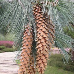 Pinus ayacahuite