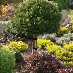 Pinus ‘Brepo‘ ®