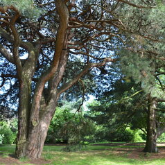 Pinus brutia